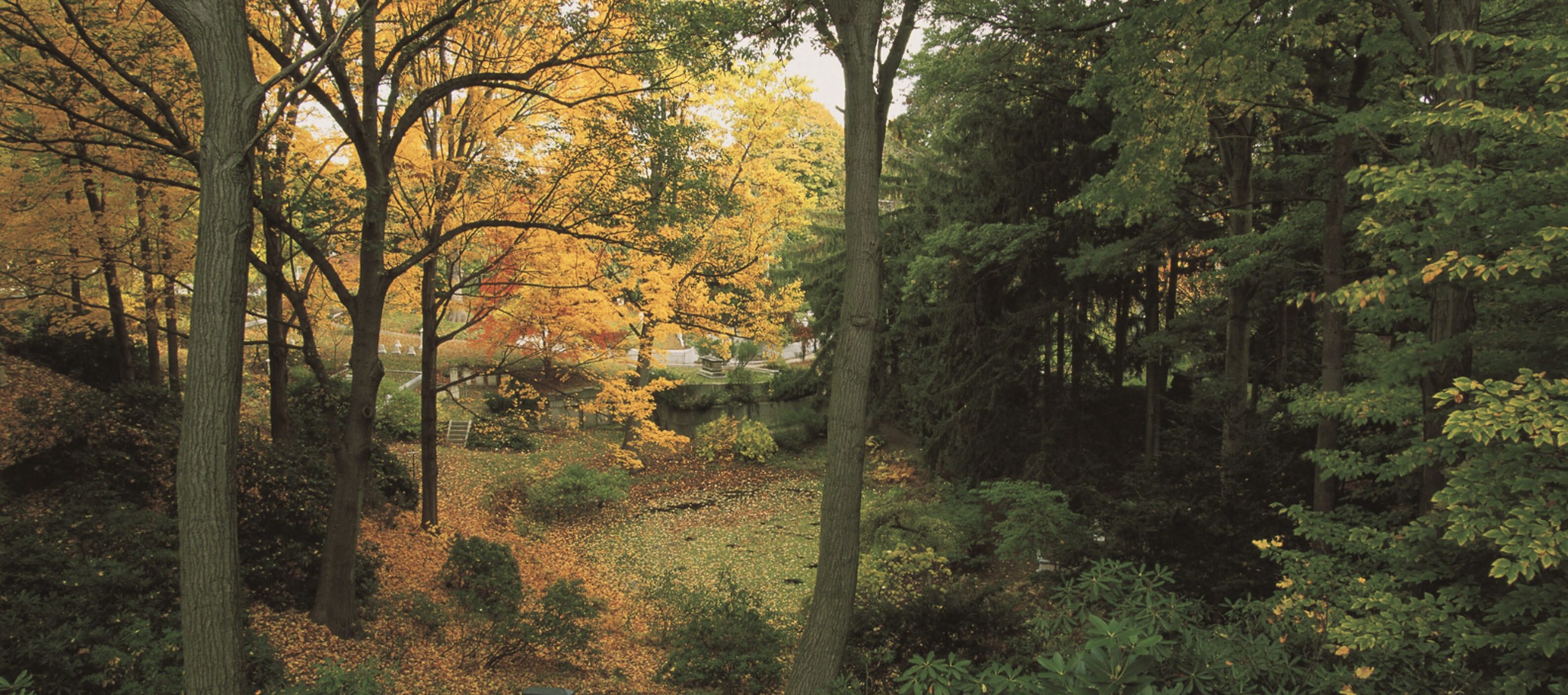 A photograph of a natural woodland in the fall.